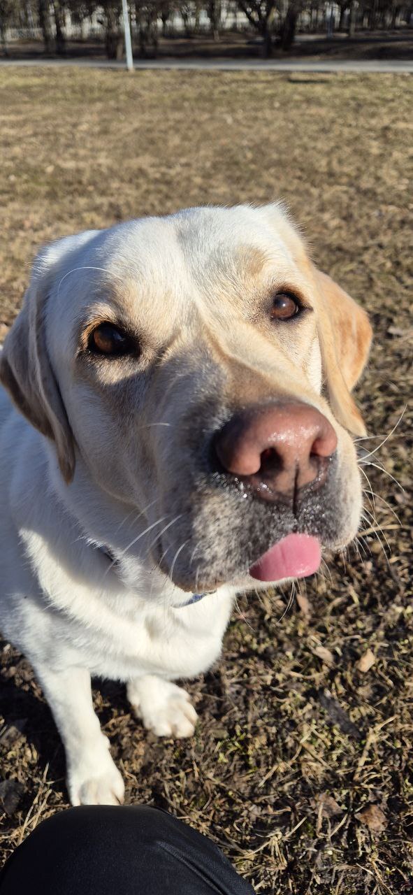 Что я узнала за 2 года жизни с лабрадором-2