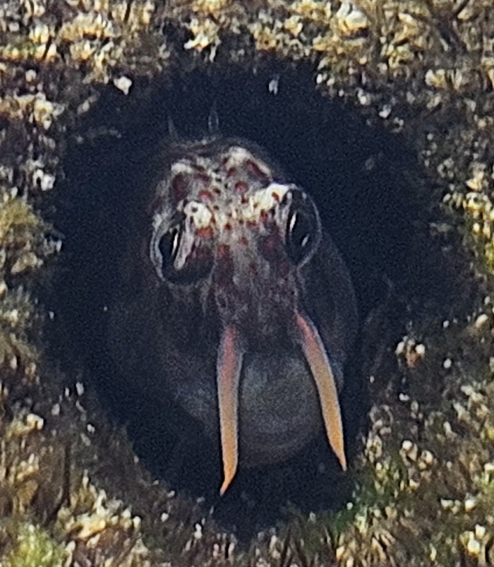 Йопт! А это два, размер его морды примерно с ноготок. При приближении, прячется обратно в свою нору, и остальную тушку не рассмотреть.