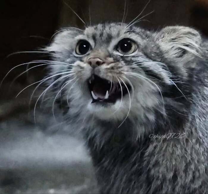 Ушастенька, глазастенька