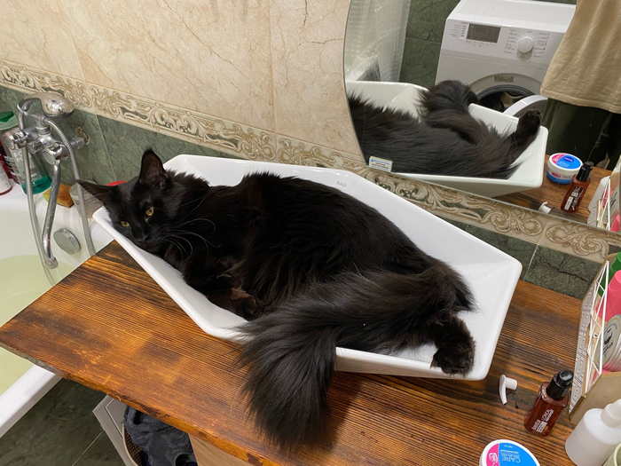 Это мы только получили раковину, не успели даже смеситель поставить, а кот решил, что это его новое спальное место, например!