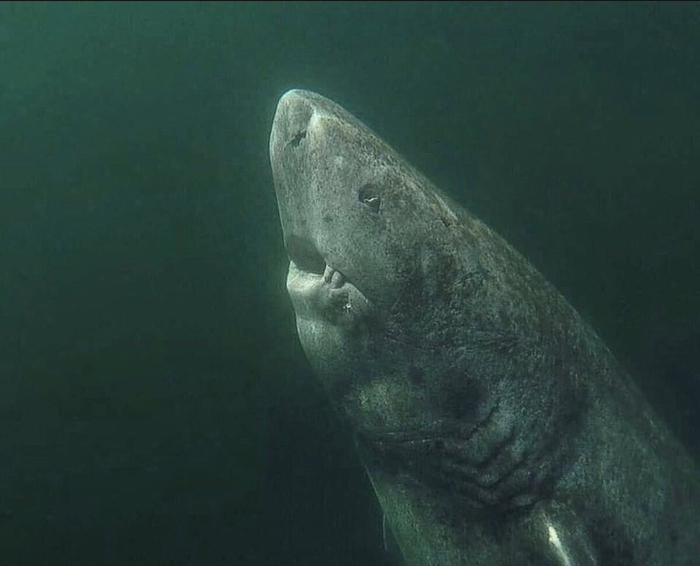    <a href="https://pikabu.ru/story/kakoe_zhivotnoe_sposobno_dolshe_vsego_prozhit_bez_edyi_ot_nekotoryikh_rekordov_otvisaet_chelyust_24_tyis_let_12578086?u=https%3A%2F%2Fpikabu.ru%2Fstory%2Fgrenlandskaya_akula_ona_okhotitsya_s_pomoshchyu_rachkov_na_svoikh_glazakh_a_gotova_k_razmnozheniyu_tolko_v_150_let_8023580%3Futm_source%3Dlinkshare%26utm_medium%3Dsharing&t=%D0%B3%D1%80%D0%B5%D0%BD%D0%BB%D0%B0%D0%BD%D0%B4%D1%81%D0%BA%D0%BE%D0%B9%20%D0%B0%D0%BA%D1%83%D0%BB%D1%8B&h=72b9954fe3abadd7990d032372f70a9eb1175f38" title="https://pikabu.ru/story/grenlandskaya_akula_ona_okhotitsya_s_pomoshchyu_rachkov_na_svoikh_glazakh_a_..." target="_blank" > </a>     . , ...