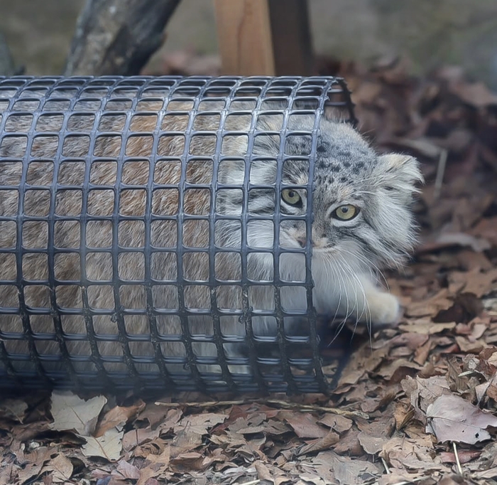 Манулячий трубопровод