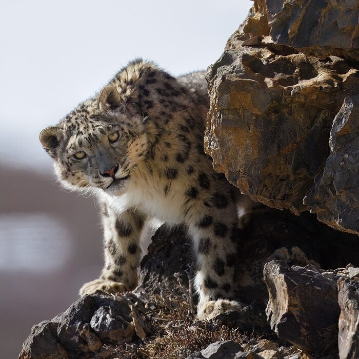 Ты кто такой?