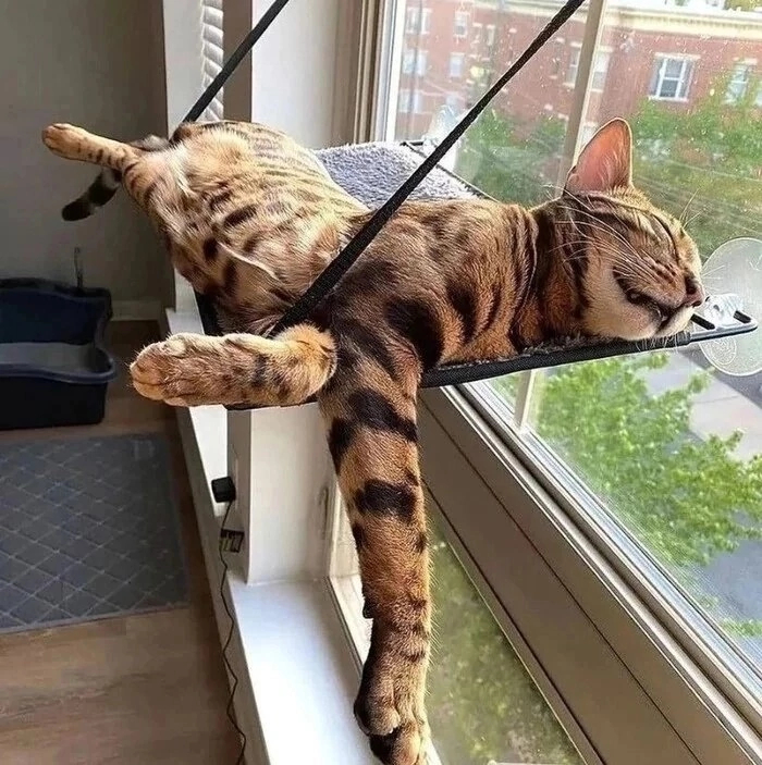    , , , , ,  ,  , , 