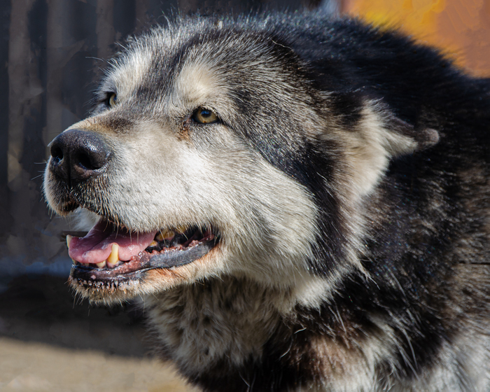 &#x1F415;&#x1F415;&#x1F415;