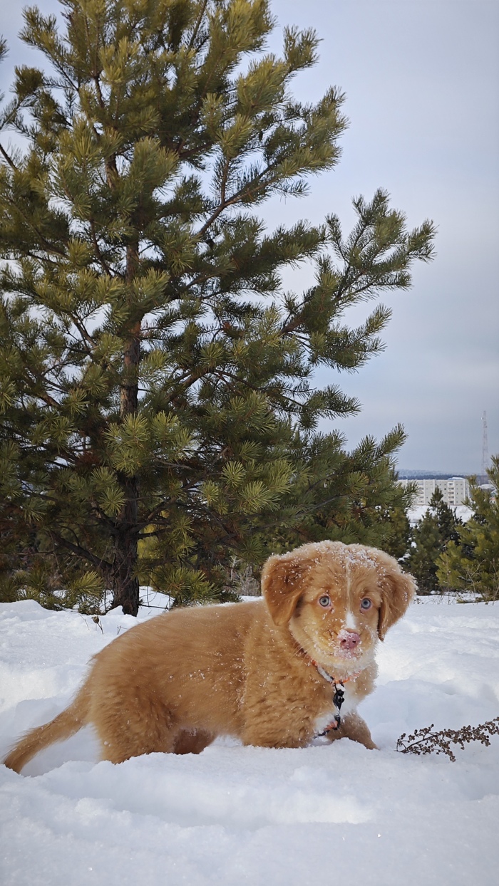 Снежный лис