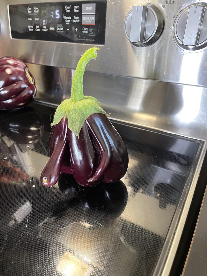 Самые странные баклажаны, которые я когда-либо видела!