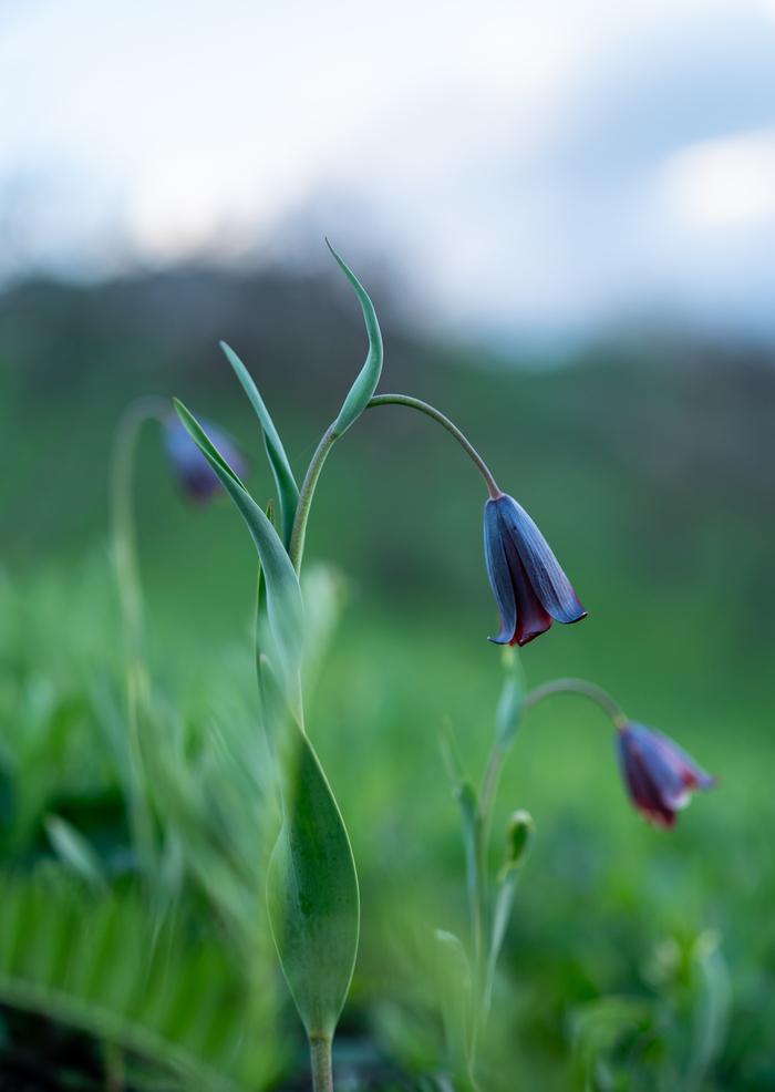 ��� ����� � ������� ����� ������, ����� ������ � ��������� ��������� ������: ��������� ������ (���������� �� ���������� �����), ��������, ���������, �������� ������ � ������; �������������� ����.