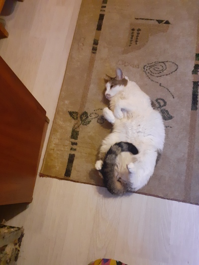 Иллюстрация к комментарию