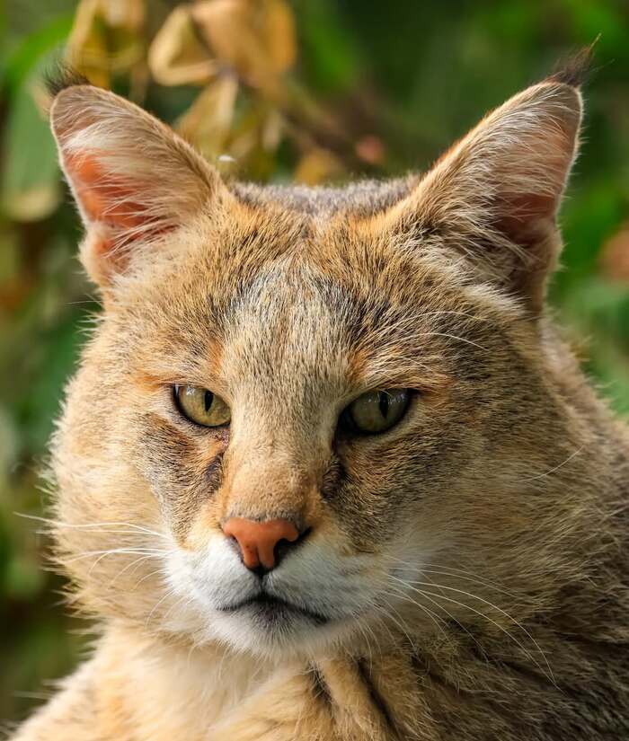 Портрет камышового кота