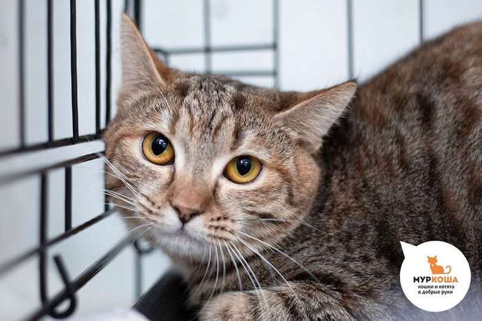 Кошка Хёрши