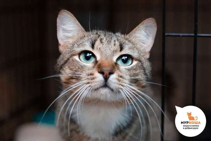 Кот Смартик