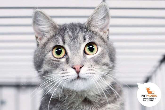 Кот Капитолий