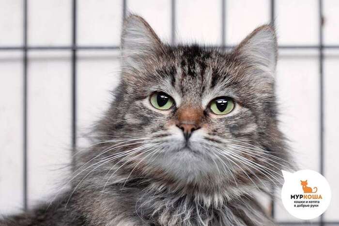 Кошка Ряженка