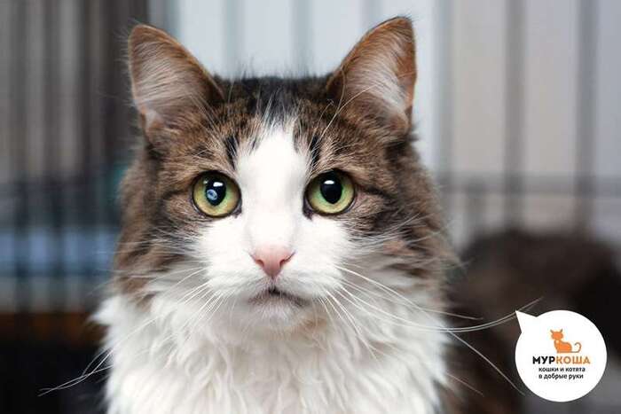 Кошка Спотти