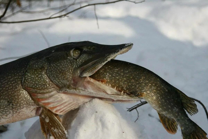 Случай, после которого я долго побаивалась чистить щуку.
