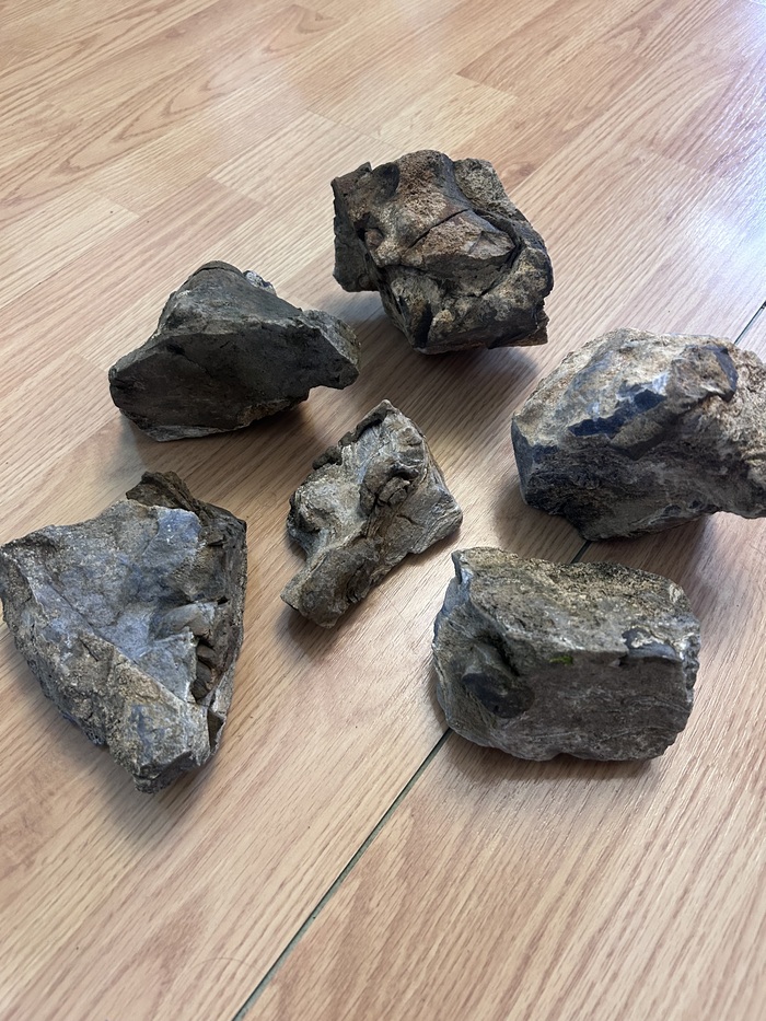 Плохо видно, но здесь спрессованные раковины брахиопод с вкраплениями окаменевшего дерева.