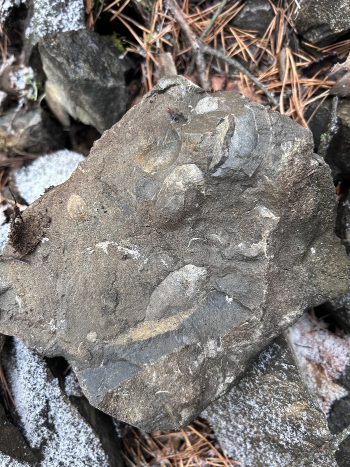 Брахиоподы.