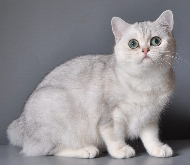 Ermine Trace Olwen -     (  ),  .         ,        .