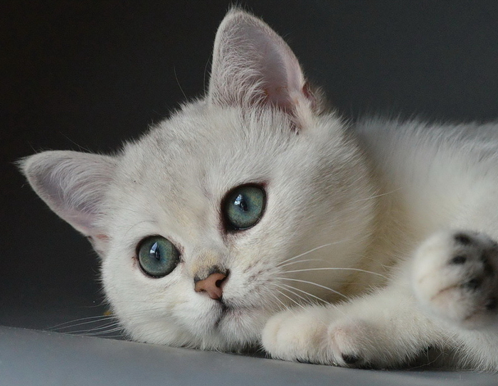      ,    Becrux Ermine Trace (2015- )