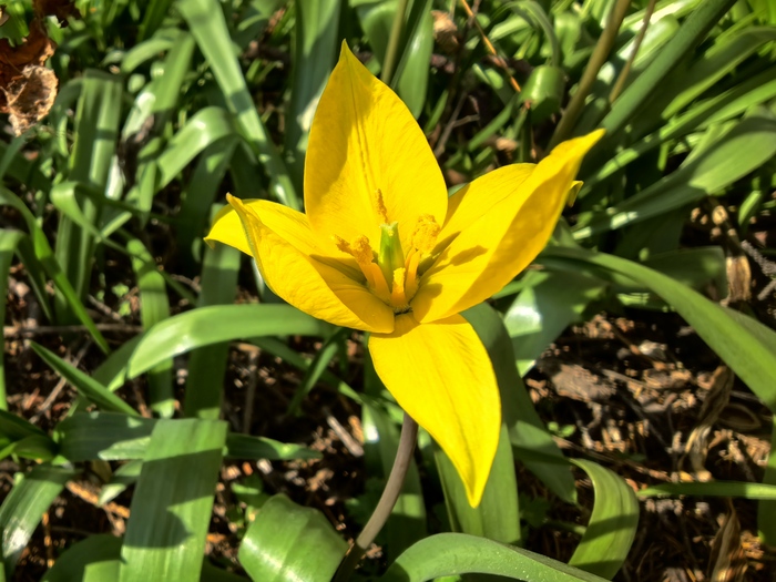 ������� �����������