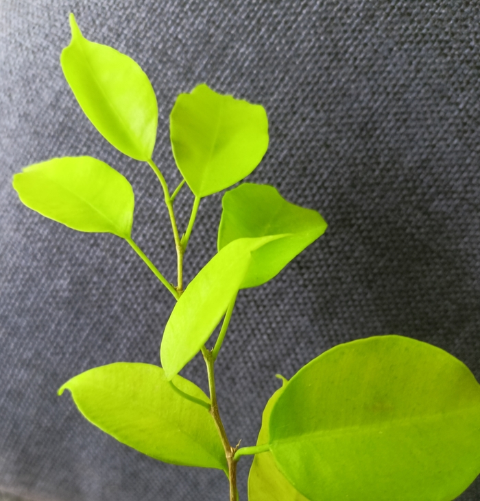 Моя "изюмная изюминка" сорт Yellow Gold.