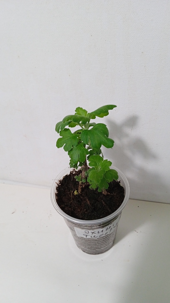  -       , ,  ,   ))). 