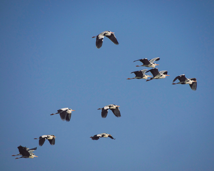 Цапли в полёте