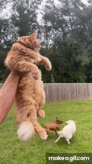     Reddit, Reddit (), , , , , , , ,  