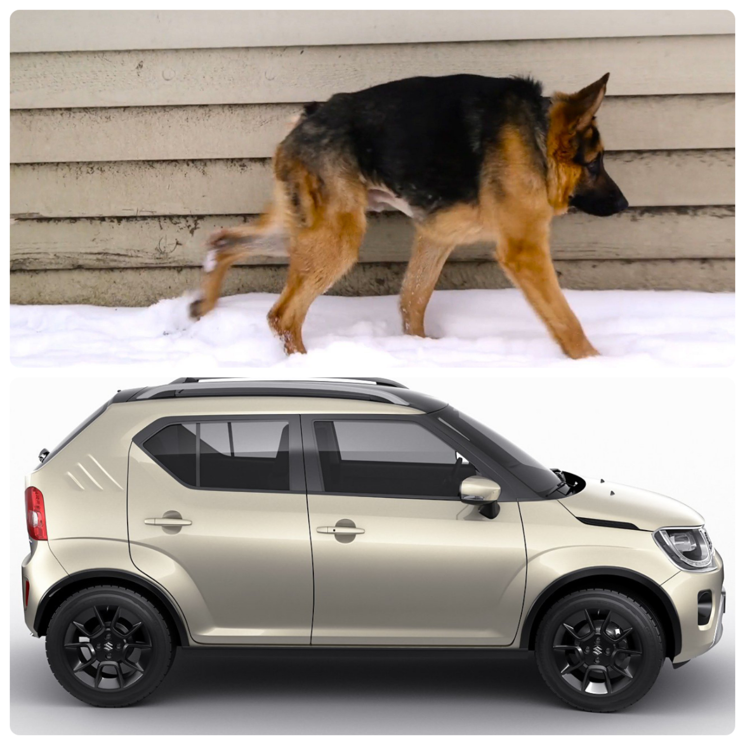 Quasi-Suzu - Dog, Auto, German Shepherd, Suzuki