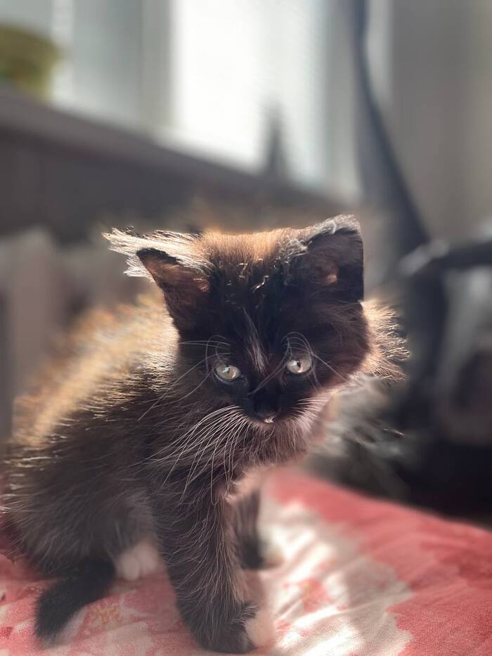 ���� ��� �����