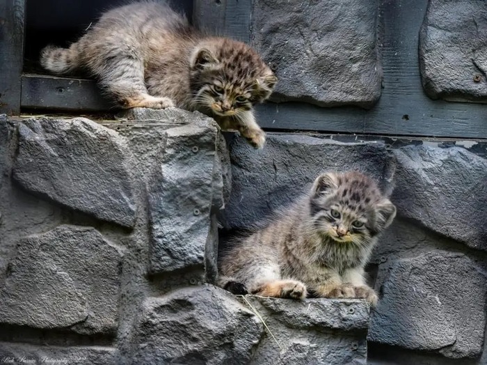 Автор фото <a href="https://pikabu.ru/story/s_dnyom_rozhdeniya_12597347?u=https%3A%2F%2Fwww.facebook.com%2Fphoto.php%3Ffbid%3D10159922416907248&t=Dakota%20zoo%20FB&h=af70ec065fcd8354fe2d476700efe7bc078b0dac" title="https://www.facebook.com/photo.php?fbid=10159922416907248" target="_blank" rel="nofollow noopener">Dakota zoo FB</a>