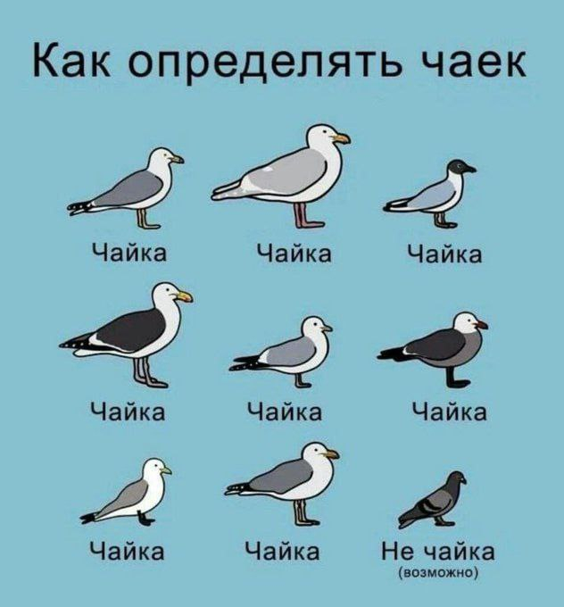 Уроки орнитологии