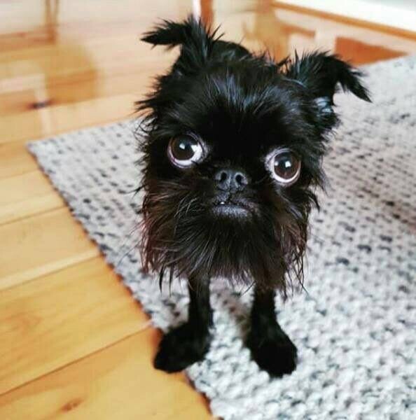 ... ,     