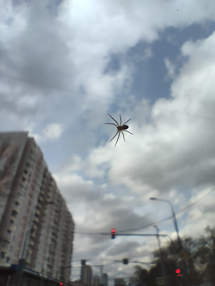 Сел паучок на лобовое ракурс красивый получился в режиме макросъемки