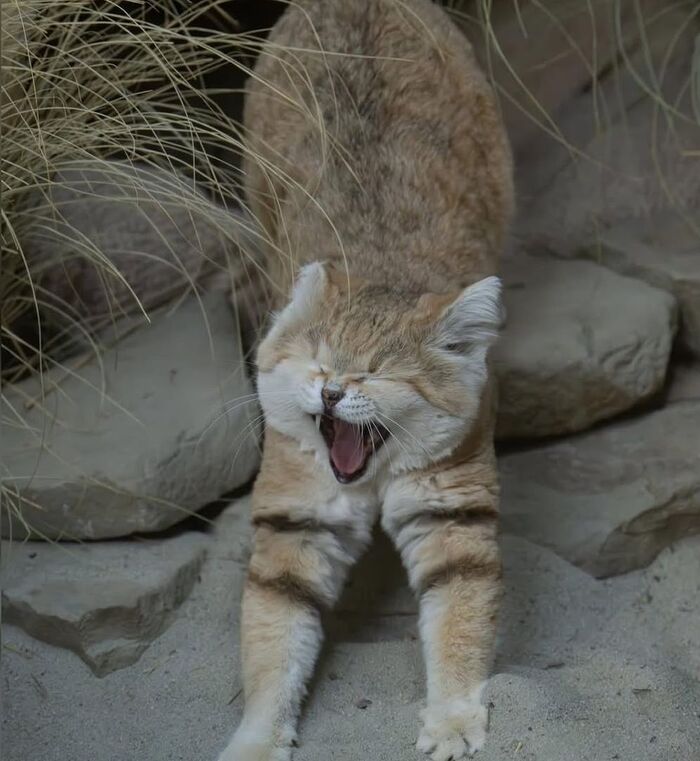 Потягушечки