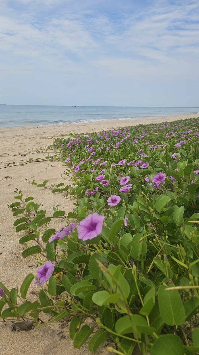 ��� ����