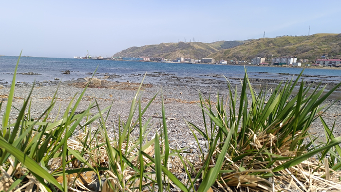 Индейцы в зарослях укропа.