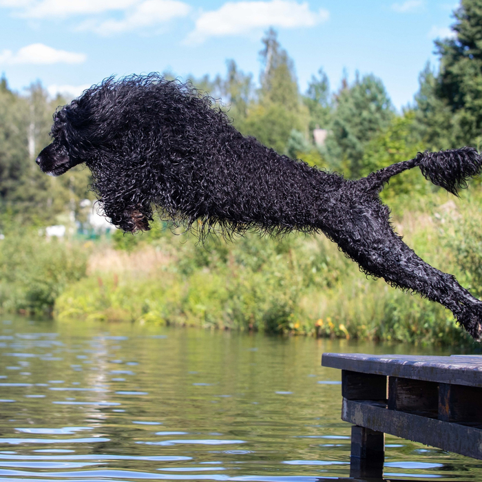 Водяной возвращается в родное болото...