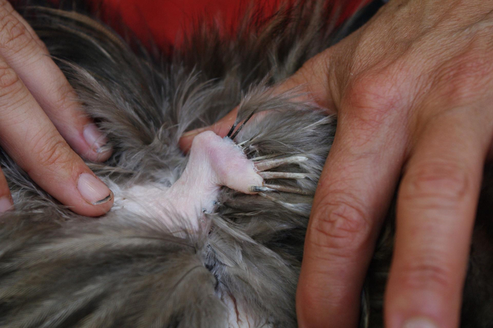 На самом деле у киви сохранились крылья. Но они такие маленькие и хилые, что их не видно даже за оперением!