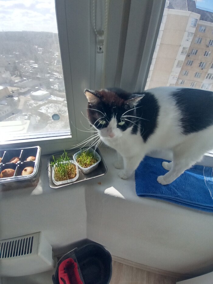 Кормление котика с рук