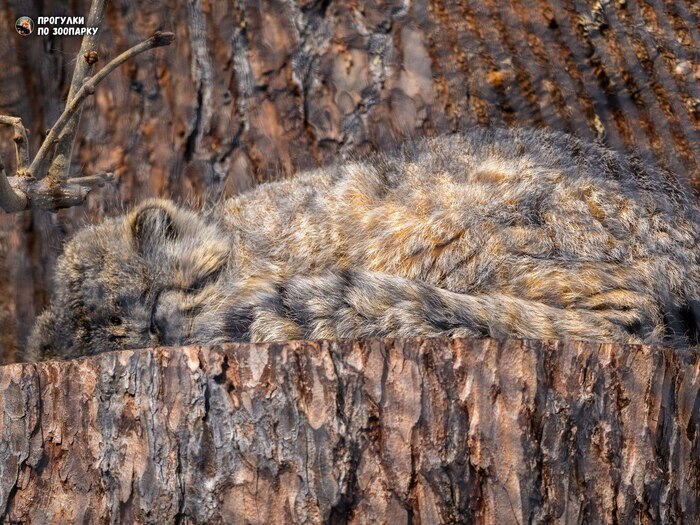       <a href="https://pikabu.ru/story/vsem_dobroy_nochi_ot_svyena_12606905?u=https%3A%2F%2Ft.me%2Fanimalplantspb%2F4020&t=%22%D0%9F%D1%80%D0%BE%D0%B3%D1%83%D0%BB%D0%BA%D0%B8%20%D0%BF%D0%BE%20%D0%B7%D0%BE%D0%BE%D0%BF%D0%B0%D1%80%D0%BA%D1%83%22&h=6067d6dd931e80a480f29912be32f748c5bd8c40" title="https://t.me/animalplantspb/4020" target="_blank" rel="nofollow noopener">"  "</a>