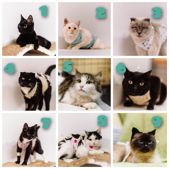 Шипучка-скотинюга, в частный дом и без приветов. Все остальные адекватные, социализированные. Саранск