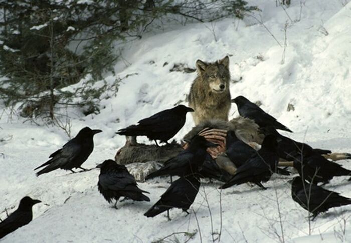 Необычное и необъяснимое в мире животных. 13 фактов, которые вас заинтересуют