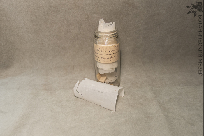 Образец бумаги из тетрапанакса бумагоносного в коллекции экономической ботаники Ботанического музея БИН РАН.