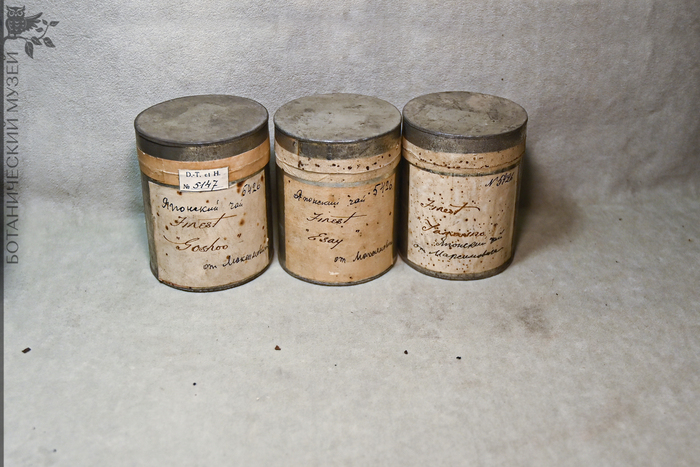 Японский чай в жестяных банках (Camellia sinensis). От К.И. Максимовича. Коллекция экономической ботаники Ботанического музея БИН РАН.