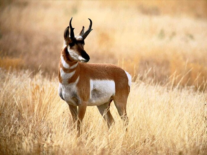 Палеоформы жизни