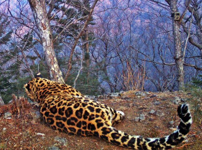 Отдых леопарда