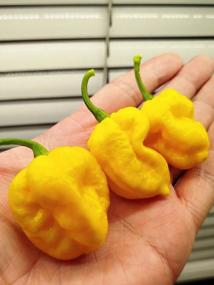 Trinidad Scorpion CARDI