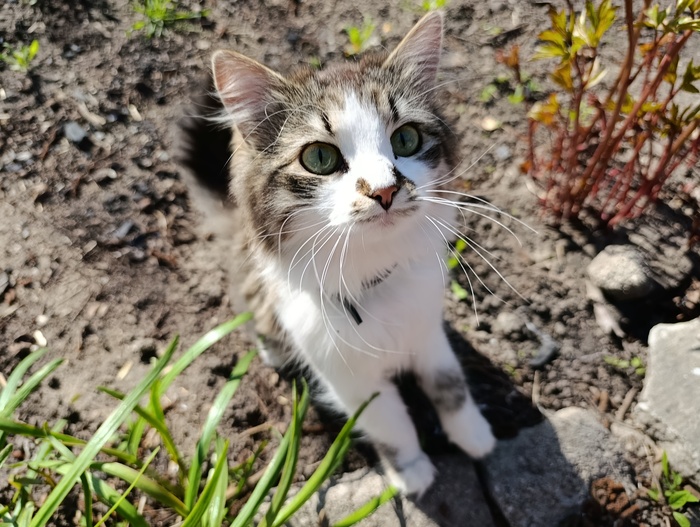 Весенний котик